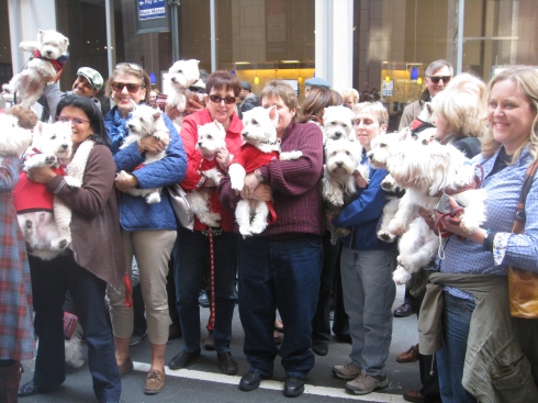 Westies ready to march in the Tartan Day Parade