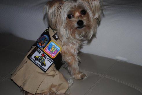 Tasha is a Pup Scout Photo Credit:  Susan Godwin